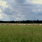 Schafe in der Nordheide