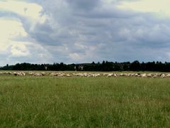 Schafe in der Nordheide