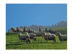 Schafe in der Oktoberabendsonne.........