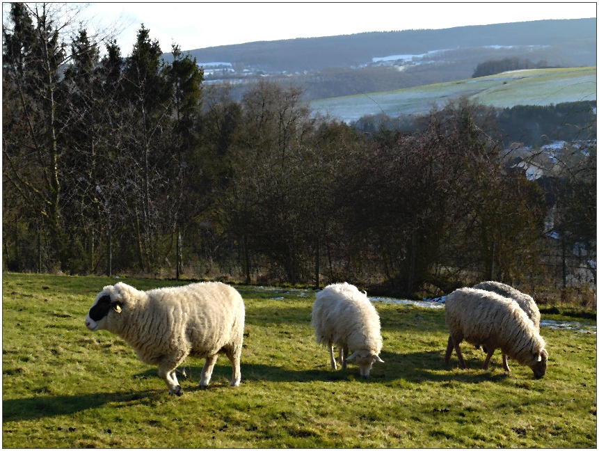 Schafe in der Sonne sind zur Zeit die reine Wonne