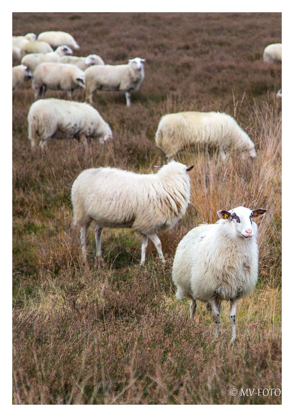 Schafe in der Westruper Heide