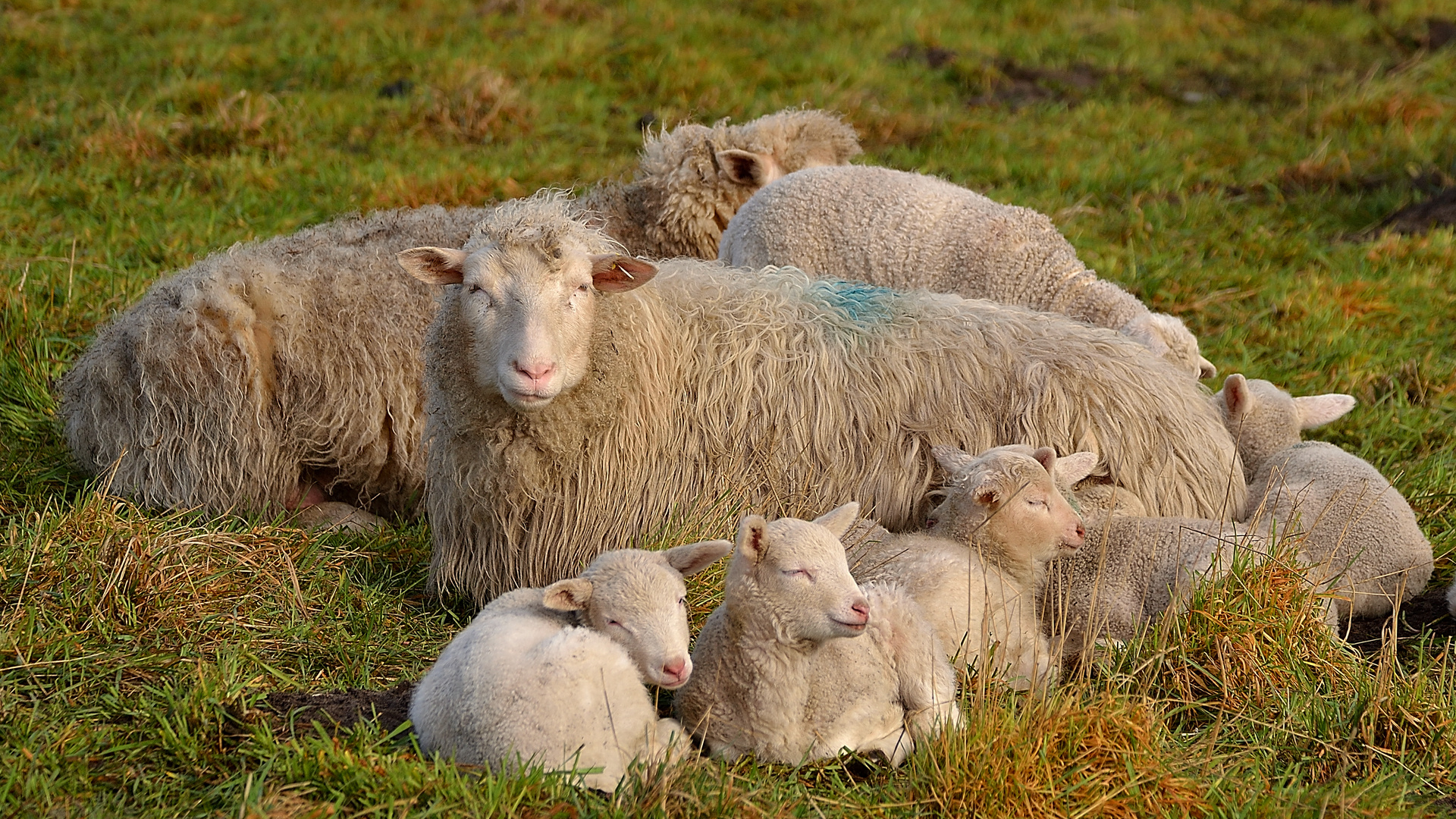 Schafe in Familie...