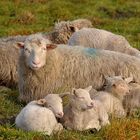 Schafe in Familie...