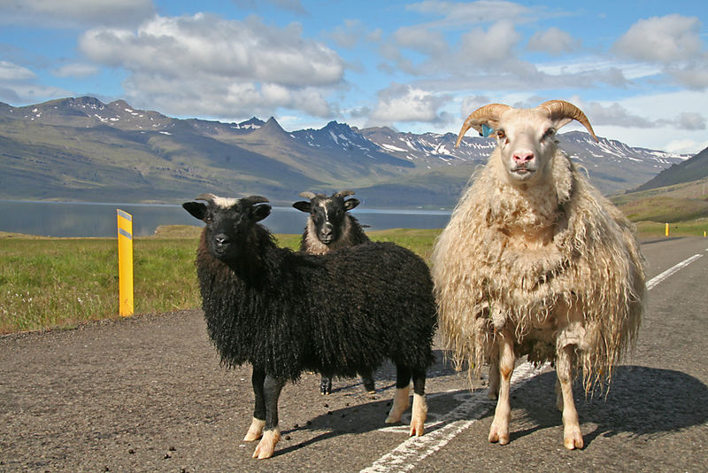 Schafe in Island