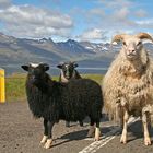 Schafe in Island