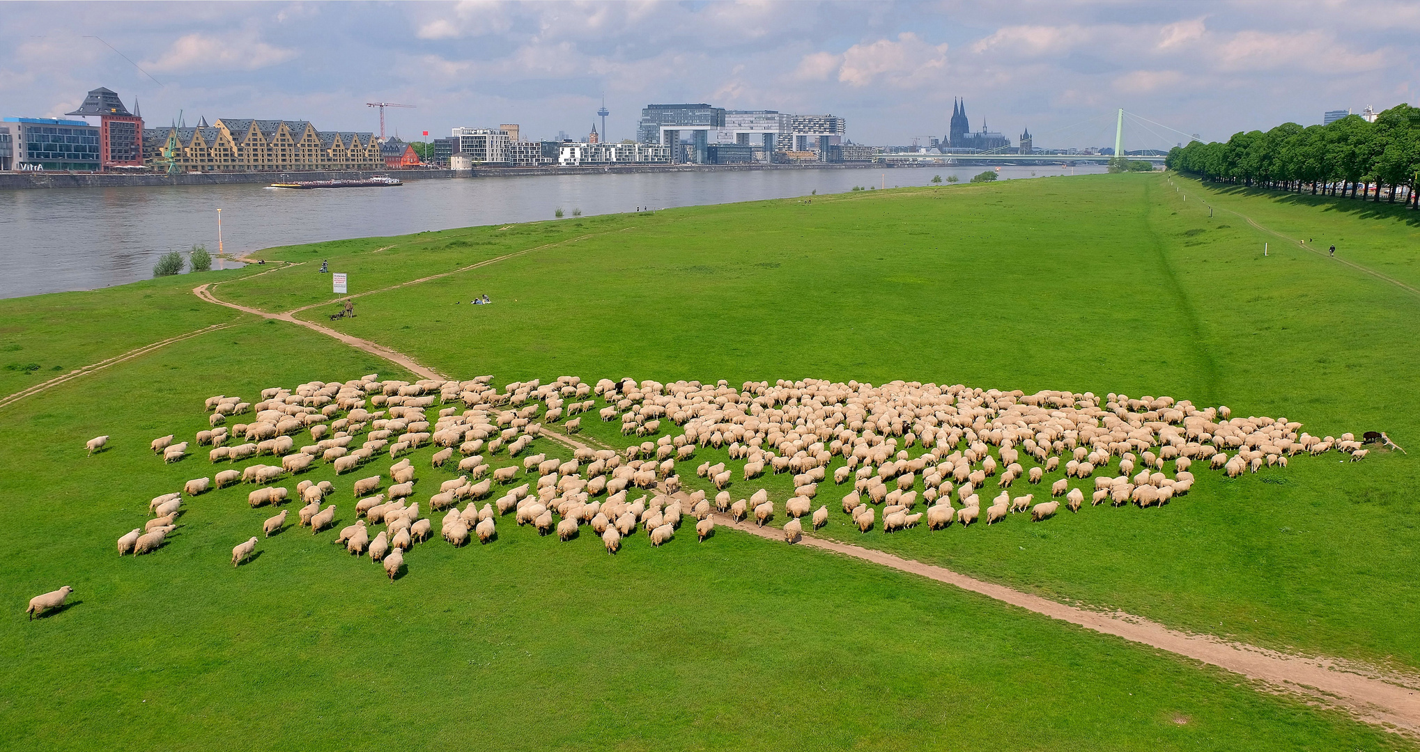 Schafe in Köln am 20.5.2021