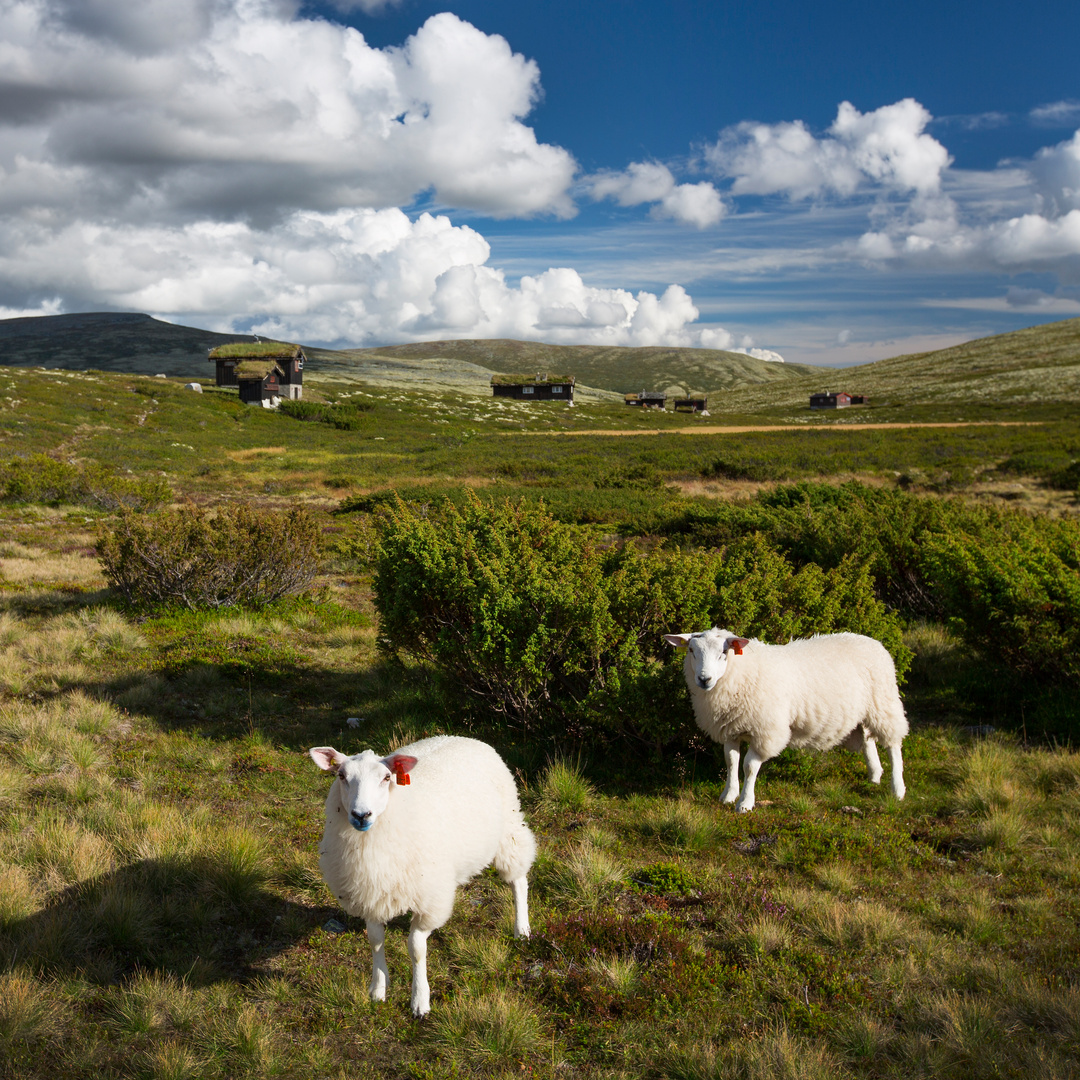 Schafe in Landschaft von Norwegen