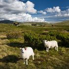 Schafe in Landschaft von Norwegen