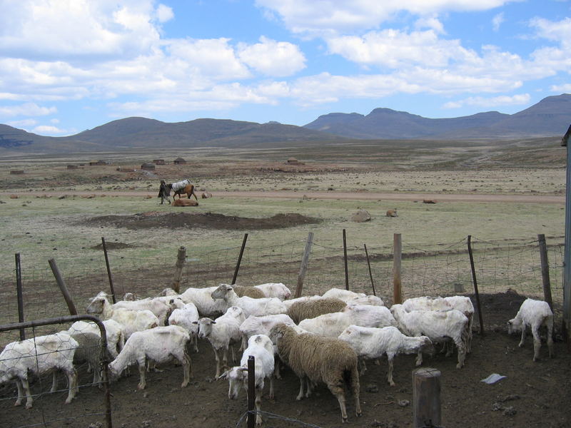 Schafe in Lesotho