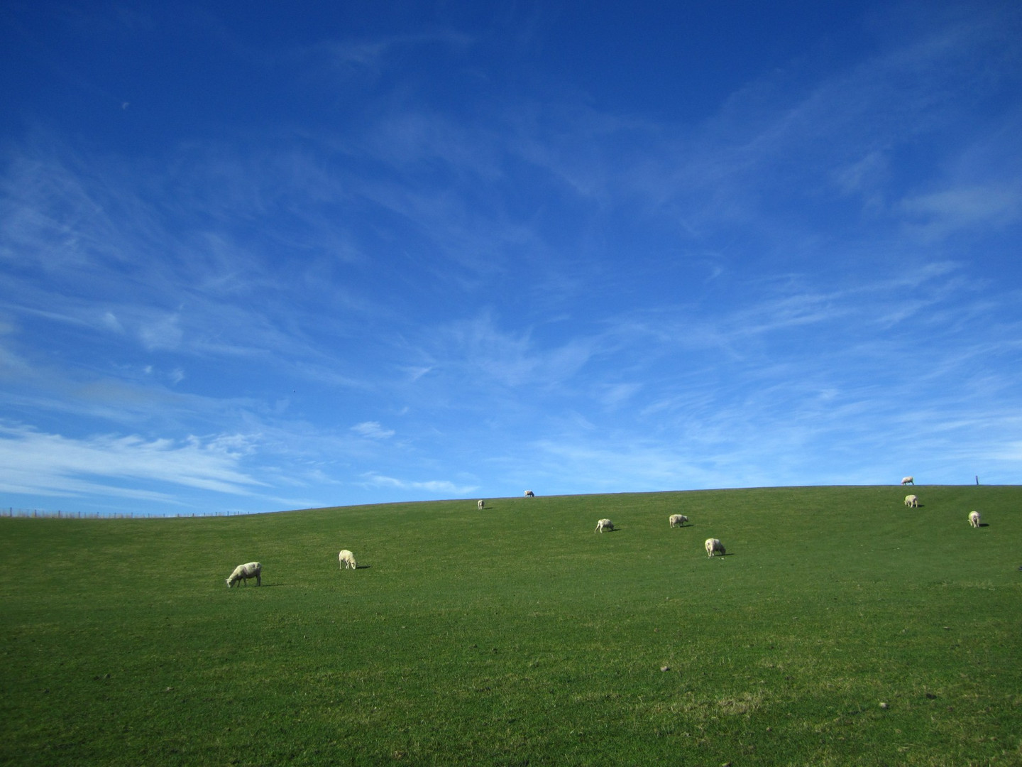 Schafe in Neuseeland