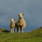 Schafe in Neuseeland 