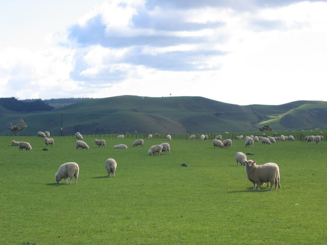 Schafe in Neuseeland