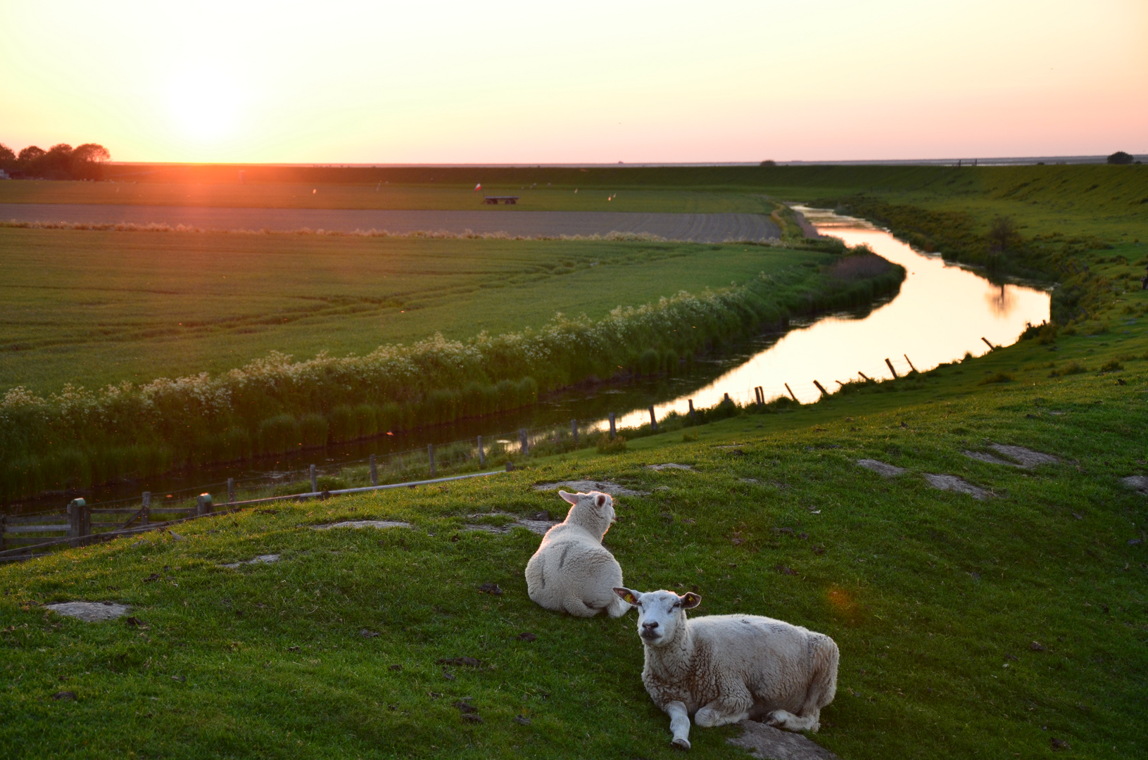 Schafe in Norddeich