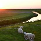 Schafe in Norddeich