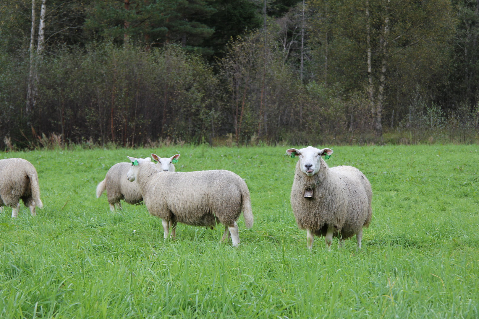 Schafe in Norwegen