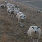 Schafe in Reihe