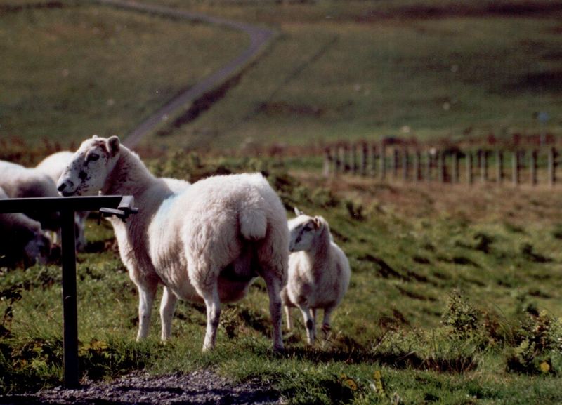 Schafe in Schottland