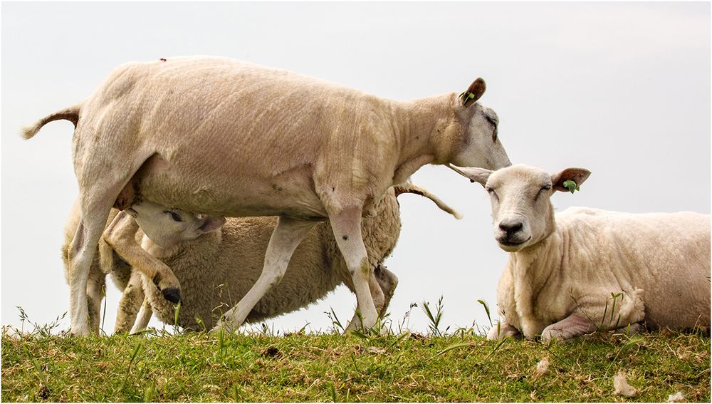 Schafe in Texel