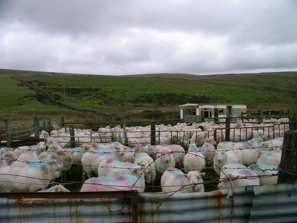 Schafe in Wales / Sheep in Wales