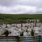 Schafe in Wales / Sheep in Wales