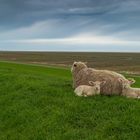 Schafe in Westerhever