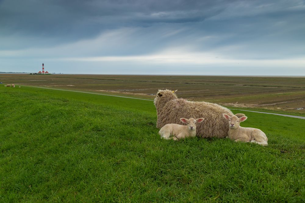 Schafe in Westerhever