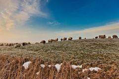 Schafe in Westerhever