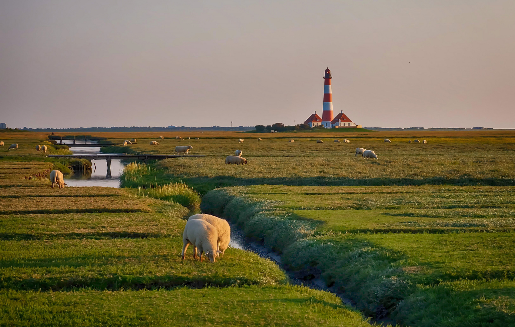 Schafe in Westerhever