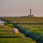 Schafe in Westerhever