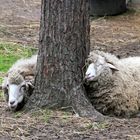 Schafe in Wolfscenter Dörverden "Träumen vom Wolf"