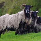 Schafe Irland