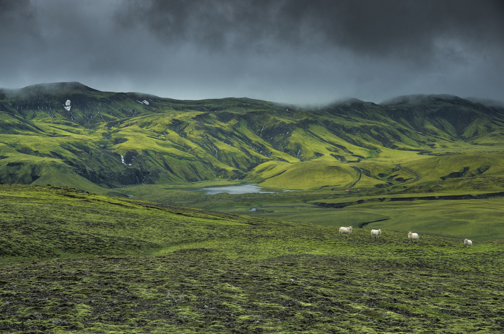 Schafe Landschaft