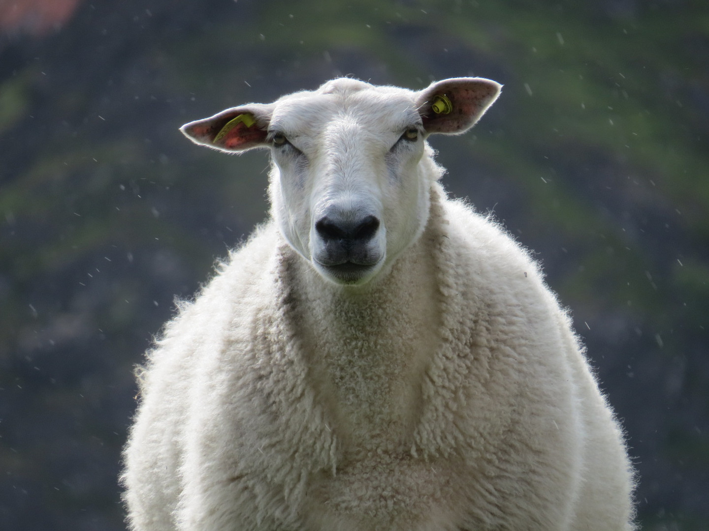 Schafe Lofoten