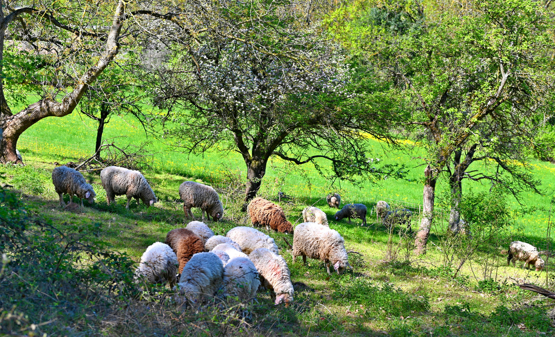 Schafe mähen im Streuobstbau die Wiesen