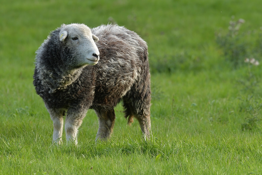 Schafe mit grauen Filzanzügen 01