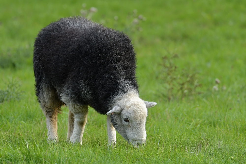 Schafe mit grauen Filzanzügen 02