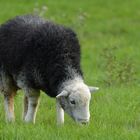 Schafe mit grauen Filzanzügen 02