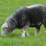 Schafe mit grauen Filzanzügen 03
