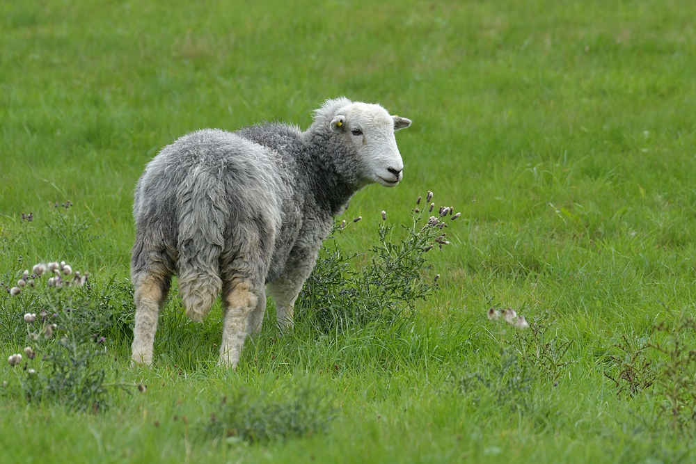 Schafe mit grauen Filzanzügen 05