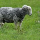 Schafe mit grauen Filzanzügen 06
