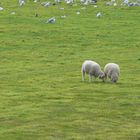 Schafe mit Möven