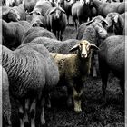 Schafe mit Schaf
