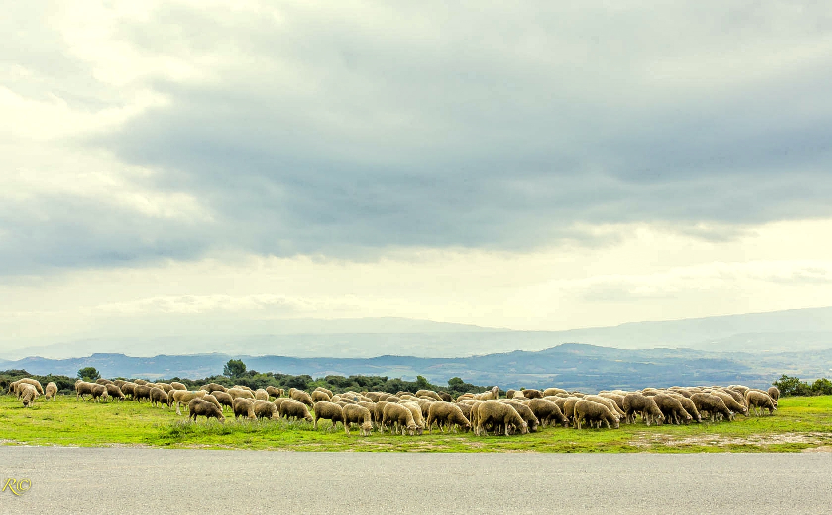 Schafe - moutons dans luberon