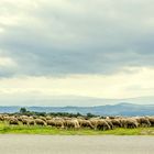 Schafe - moutons dans luberon