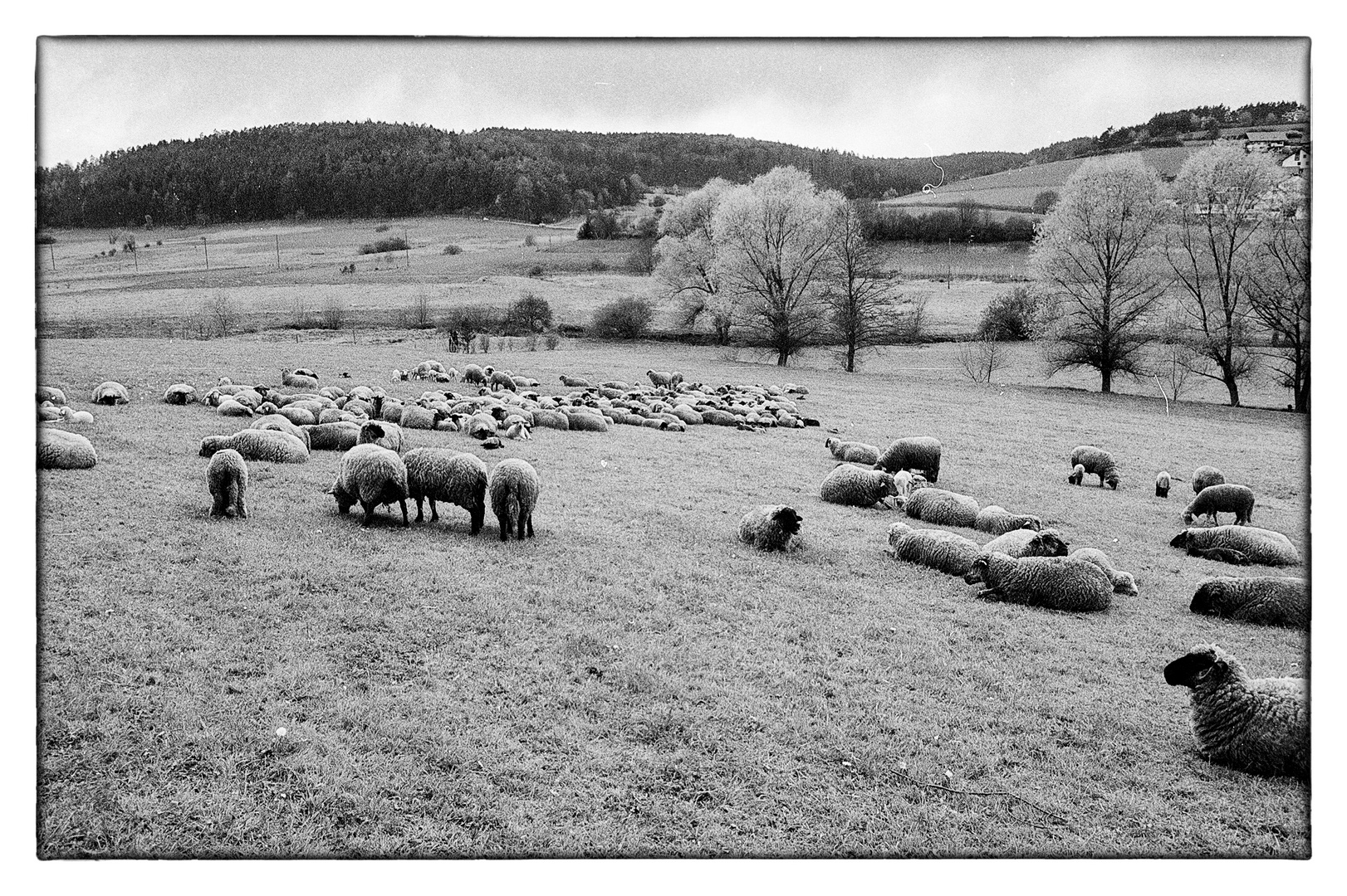 Schafe nach dem Winter auf der Frühlingsweide