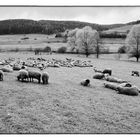 Schafe nach dem Winter auf der Frühlingsweide