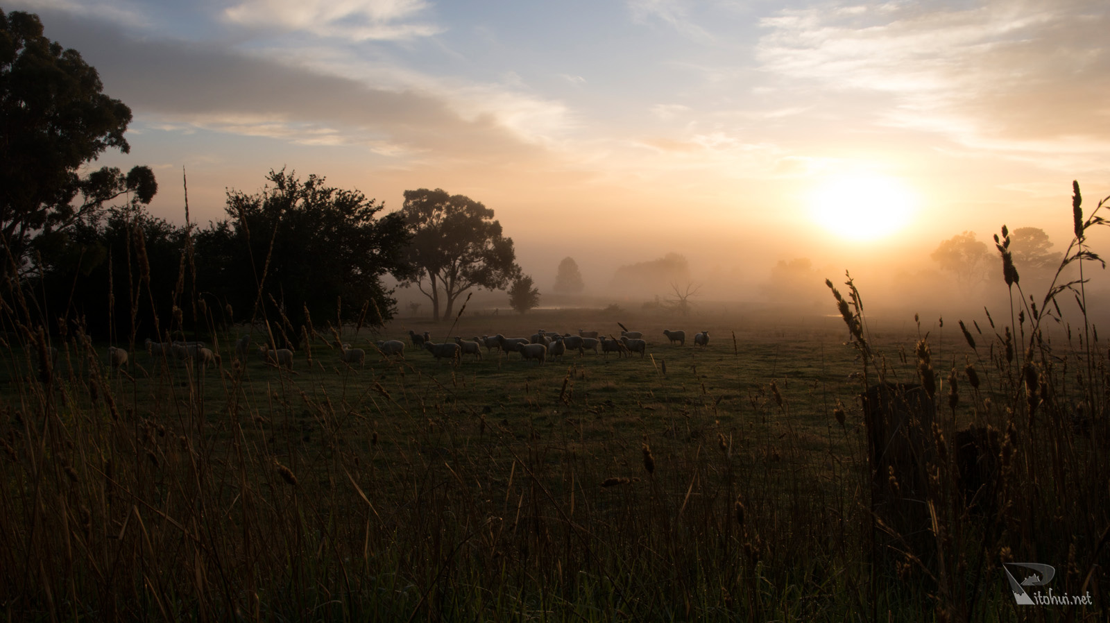 Schafe, Nebel und Sonnenaufgang