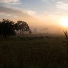 Schafe, Nebel und Sonnenaufgang