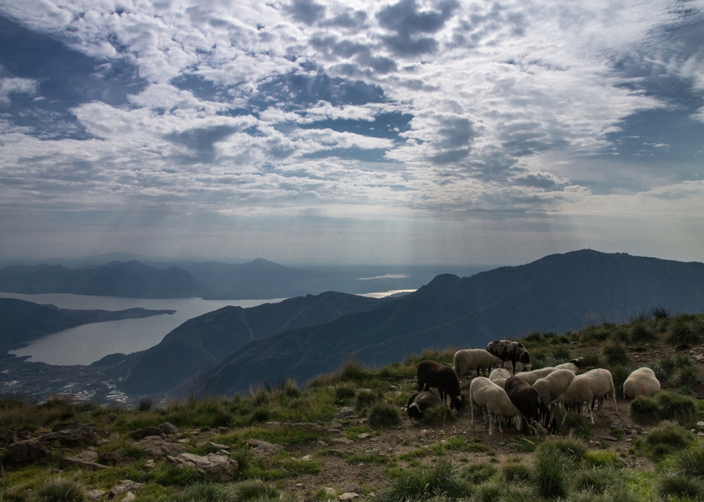 Schafe oberhalb vom Lago Maggiore (2014)