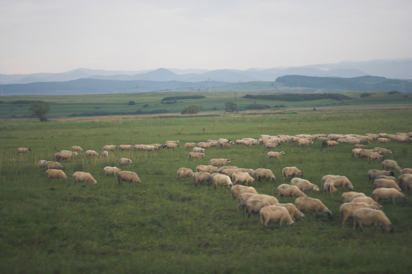 Schafe - Rumänien 0607